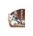 はっちゃんと愉快な仲間たち（個別スタンプ：23）