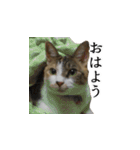 はっちゃんと愉快な仲間たち（個別スタンプ：25）