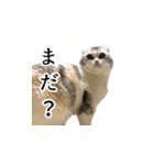 はっちゃんと愉快な仲間たち（個別スタンプ：31）