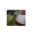 ぴょんとかーくんの日常(改良版)（個別スタンプ：8）