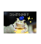 ぴょんとかーくんの日常(改良版)（個別スタンプ：15）