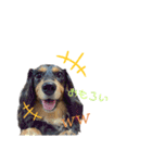 Annwin☆（個別スタンプ：3）