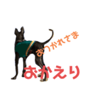 イタグレ日常生活（個別スタンプ：6）