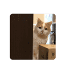 でぷねこのポヨ（個別スタンプ：2）
