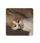 でぷねこのポヨ（個別スタンプ：5）