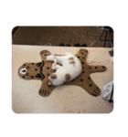 でぷねこのポヨ（個別スタンプ：8）