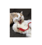 でぷねこのポヨ（個別スタンプ：9）
