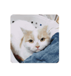 でぷねこのポヨ（個別スタンプ：10）