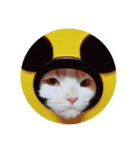 でぷねこのポヨ（個別スタンプ：12）