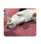でぷねこのポヨ（個別スタンプ：14）