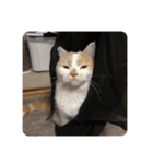 でぷねこのポヨ（個別スタンプ：15）