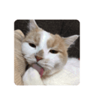 でぷねこのポヨ（個別スタンプ：16）
