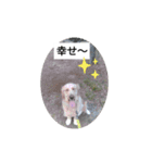 ゴールデンレトリバーのエイト君（個別スタンプ：3）