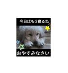 ゴールデンレトリバーのエイト君（個別スタンプ：8）