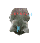 キキ☆ジジ（個別スタンプ：3）