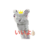 キキ☆ジジ（個別スタンプ：5）