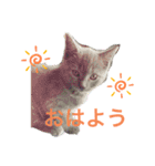 キキ☆ジジ（個別スタンプ：6）