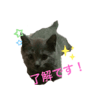キキ☆ジジ（個別スタンプ：7）