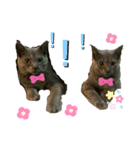 キキ☆ジジ（個別スタンプ：9）