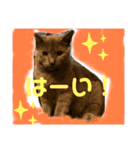 キキ☆ジジ（個別スタンプ：16）