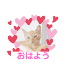 茶トラの姫（個別スタンプ：1）