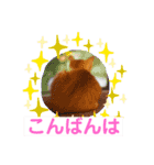 茶トラの姫（個別スタンプ：3）