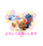 茶トラの姫（個別スタンプ：4）