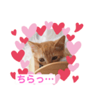 茶トラの姫（個別スタンプ：12）
