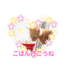 茶トラの姫（個別スタンプ：14）