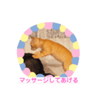 茶トラの姫（個別スタンプ：16）