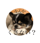 ちわのくっく2（個別スタンプ：2）