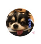 ちわのくっく2（個別スタンプ：5）