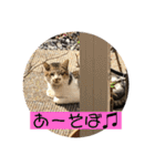 ちわのくっく2（個別スタンプ：11）