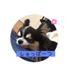 ちわのくっく2（個別スタンプ：16）