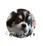 ちわのくっく2（個別スタンプ：17）