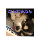 ちわのくっく2（個別スタンプ：20）