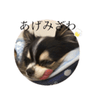 ちわのくっく2（個別スタンプ：24）
