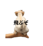 ワンちゃんランド2（個別スタンプ：4）