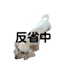 ワンちゃんランド2（個別スタンプ：11）