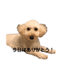 ワンちゃんランド2（個別スタンプ：21）