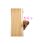 うちのGレトリバー（個別スタンプ：1）