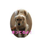 うちのGレトリバー（個別スタンプ：3）