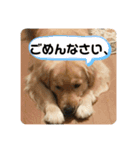 うちのGレトリバー（個別スタンプ：4）