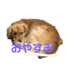 うちのGレトリバー（個別スタンプ：8）
