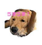 うちのGレトリバー（個別スタンプ：9）
