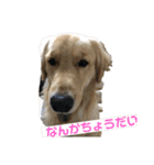 うちのGレトリバー（個別スタンプ：10）