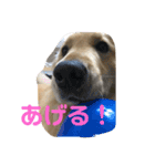 うちのGレトリバー（個別スタンプ：11）