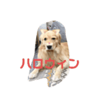 うちのGレトリバー（個別スタンプ：12）