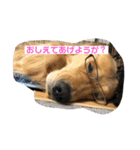 うちのGレトリバー（個別スタンプ：18）