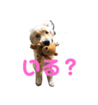 うちのGレトリバー（個別スタンプ：19）